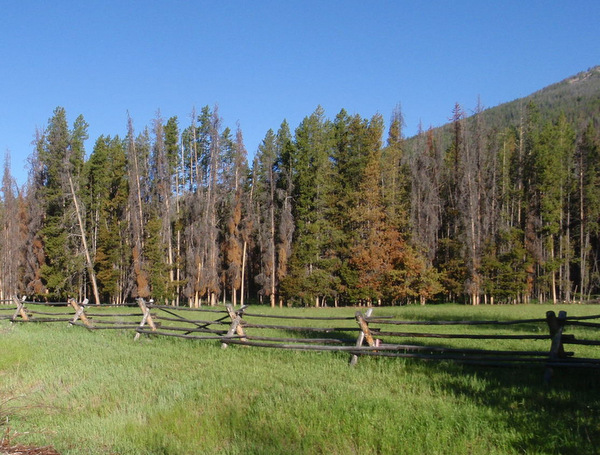 Woodland Fence.